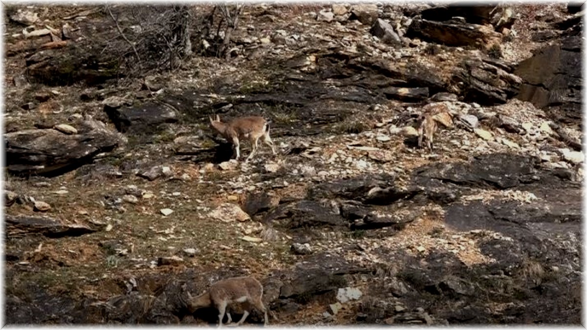 Tunceli'de yaban keçileri görüntülendi