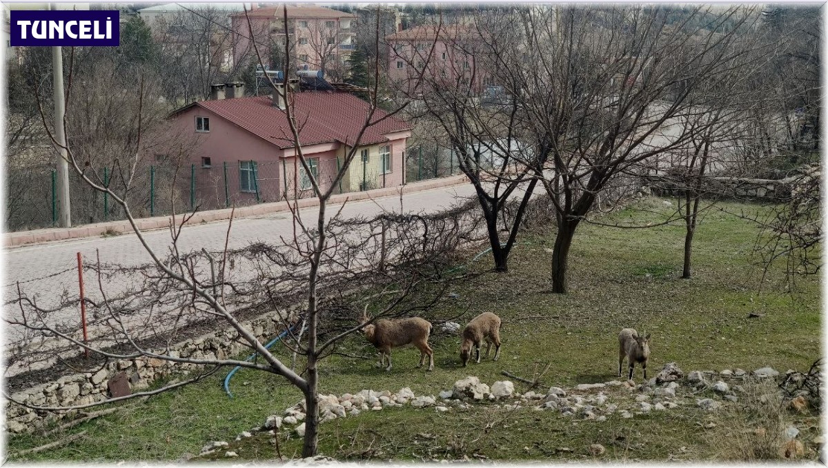 Tunceli'de yaban keçileri sokakları mesken tuttu