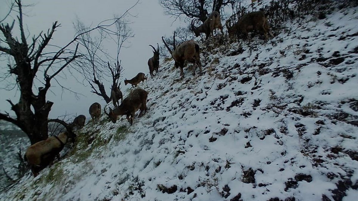 Tunceli'de yaban keçileri sürü halinde foto kapanla görüntülendi