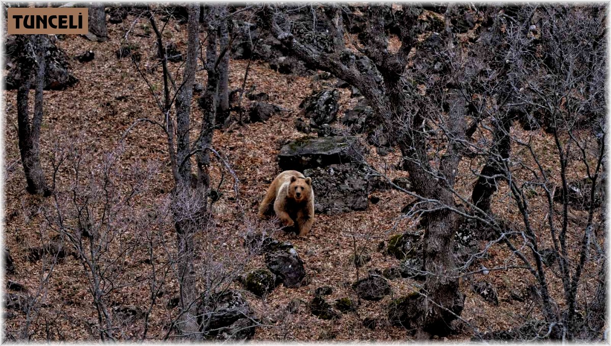 Tunceli'de yaban keçileri ve yiyecek arayan ayı görüntülendi