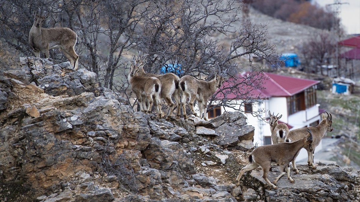 Tunceli'de yaban keçileri yiyecek bulmak için sürü halinde köye indi
