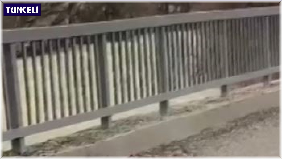 Tunceli'de yaban keçisi avlayan vaşak görüntülendi