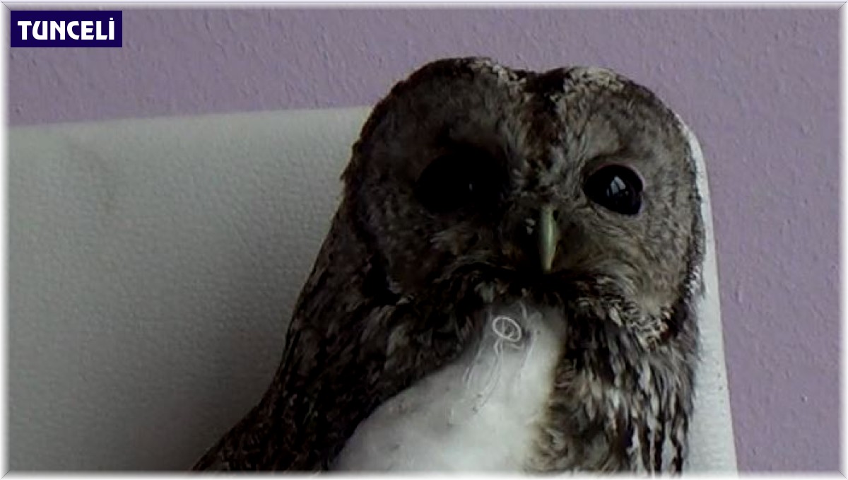 Tunceli'de yaralı alaca baykuşlar doğa korumaya emanet