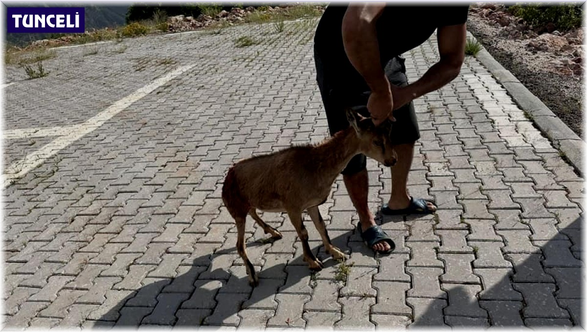 Tunceli'de yaralı bulunan dağ keçisi koruma altına alındı