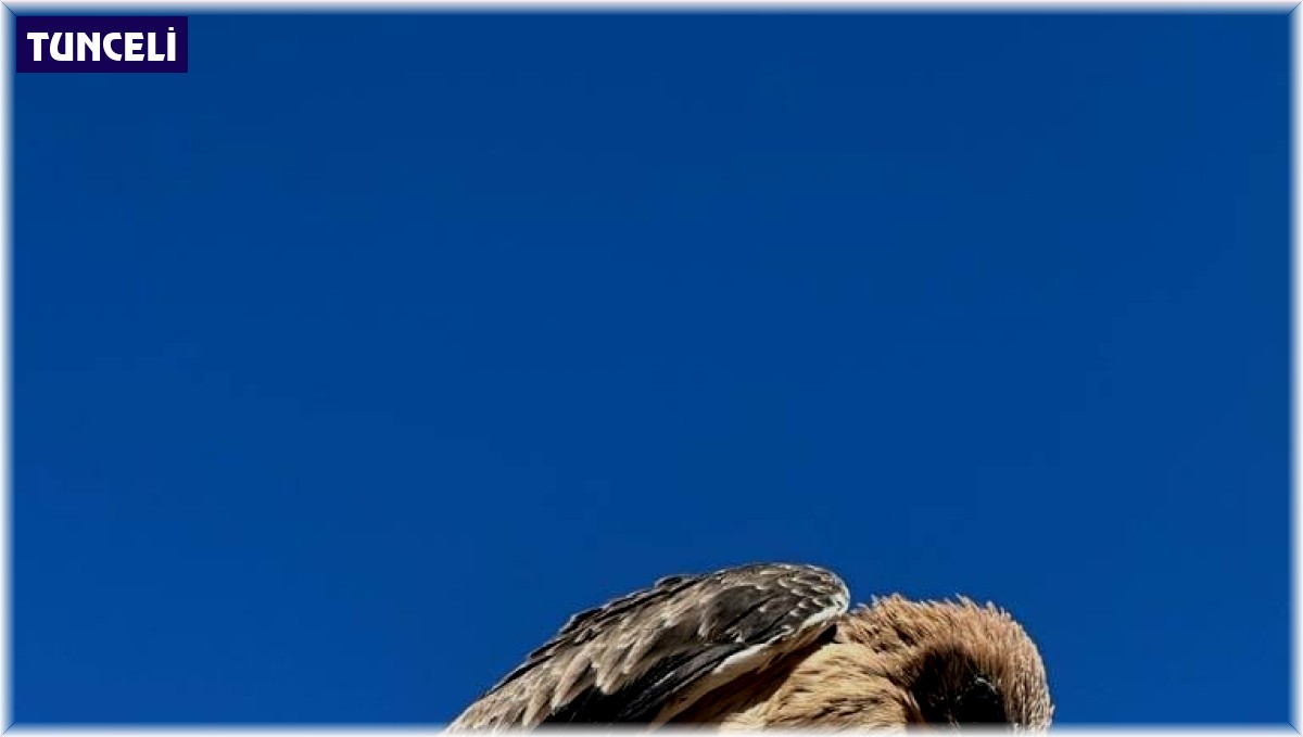 Tunceli'de yaralı halde bulunan kartal tedavi altına alındı