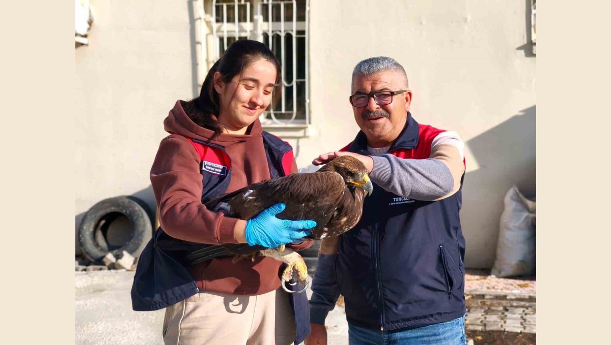 Tunceli'de yaralı halde bulunan kartal, tedavi altına alındı