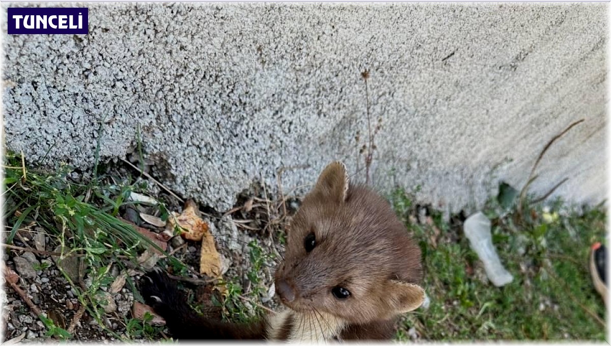 Tunceli'de yaralı halde kaya sansarı bulundu