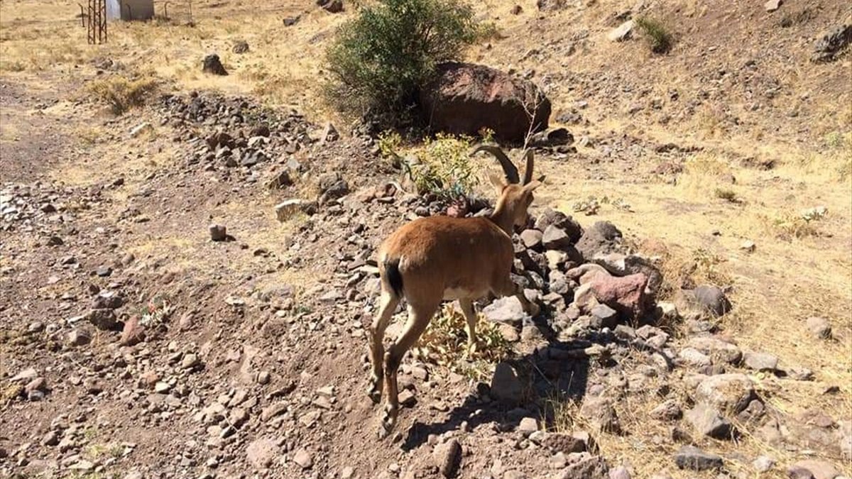 Tunceli'de yaralı yaban keçisi tedavi edilip doğaya bırakıldı