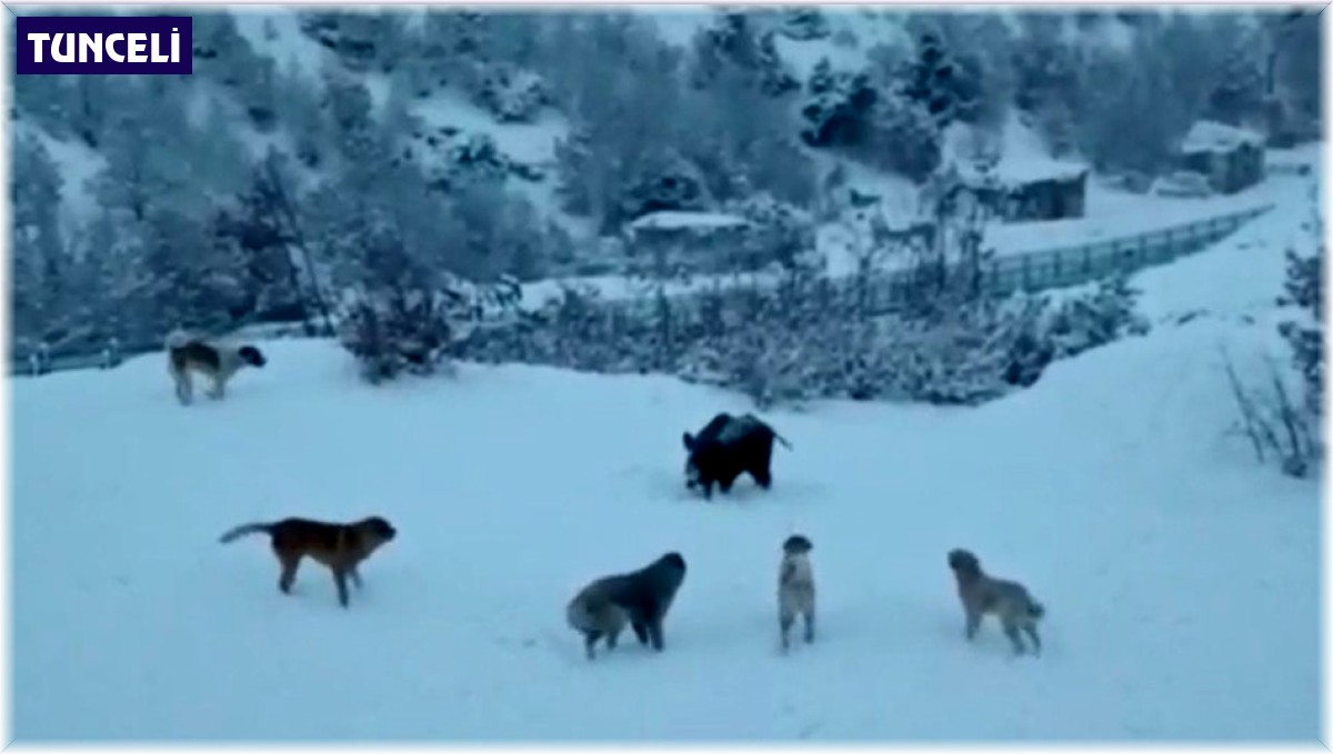 Tunceli'de yerleşim yerine inen domuzlarla köpekler site bahçesini paylaşamadı