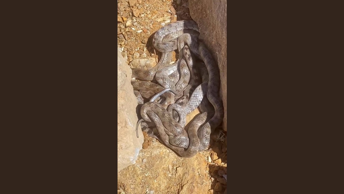 Tunceli'de yumak halinde görüntülenen yılanlar şaşırttı