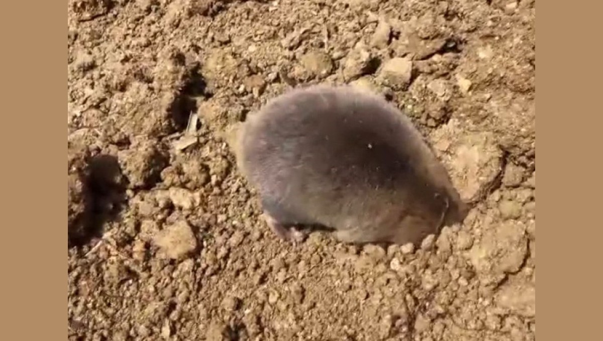 Tunceli'de yuva yapmak için kazı yapan köstebek kameraya yansıdı