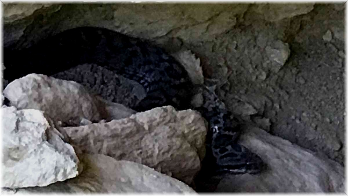 Tunceli'de zehirli "Wagner Kaya Engereği" fotoğraflandı