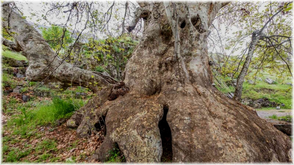 Tunceli'deki 'Doğu çınarı' anıt ağaç olarak tescil edildi