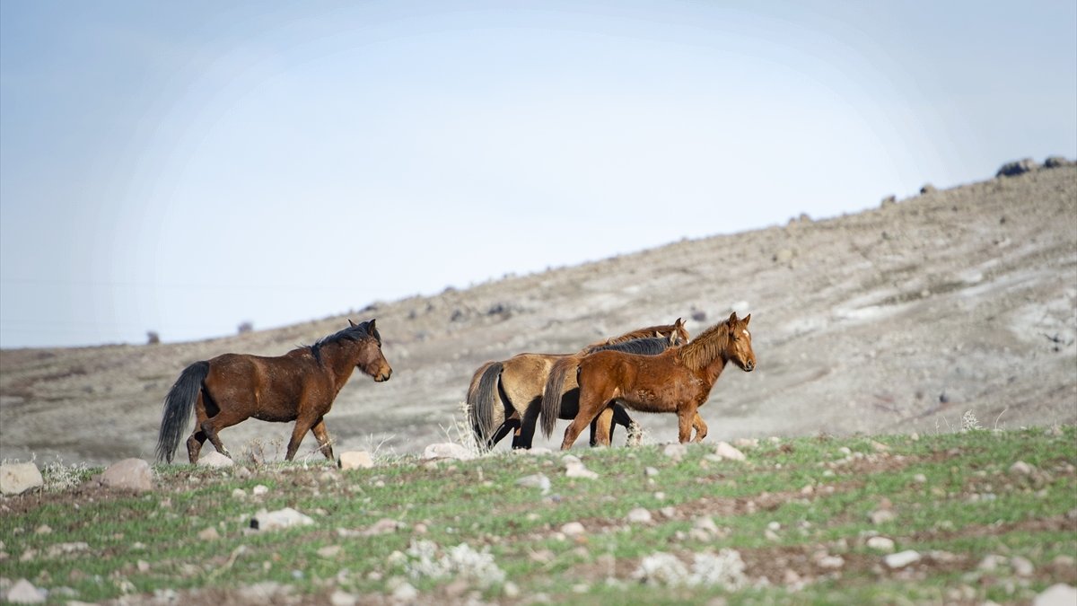 Tunceli'nin dağ köylerindeki yılkı atları fotoğraf tutkunlarını cezbediyor