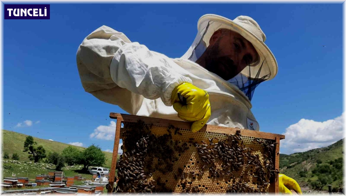 Tunceli'nin Nazımiye ilçesinden Kanada'ya organik bal