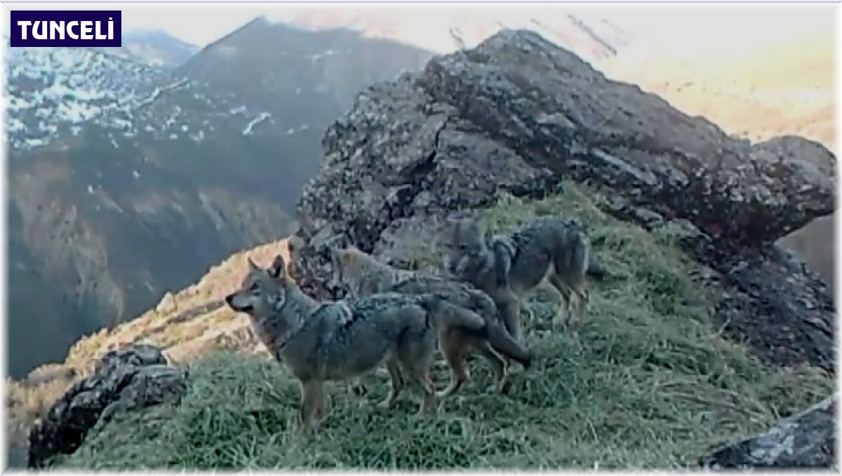 Tunceli'nin yaban hayatı fotokapanlara yansıdı
