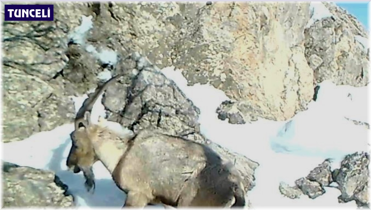 Tunceli'nin yaban hayatı fotokapanlarda