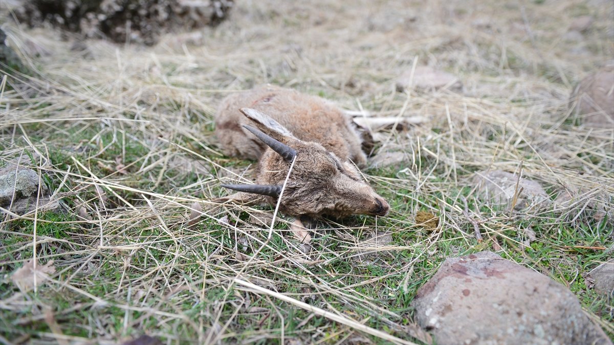Tunceli'nin Yukarı Oyumca köyündeki yaban keçisi ölümlerinin sebebi araştırılıyor