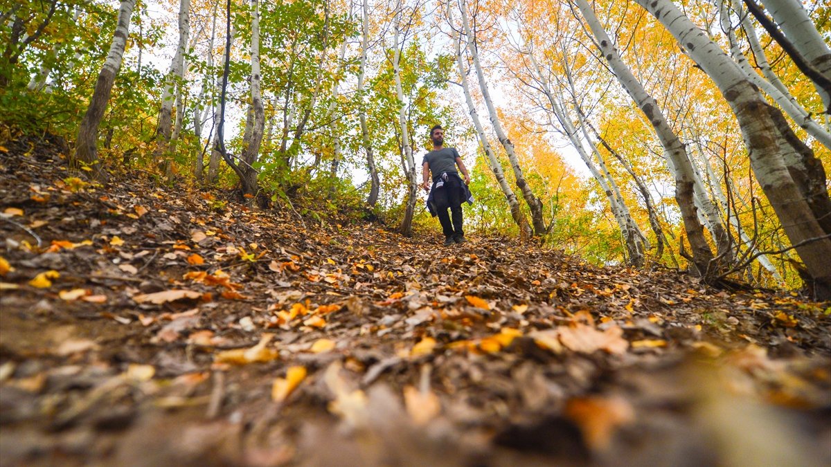 Tunceli ormanlarında güz renkleri göz kamaştırıyor