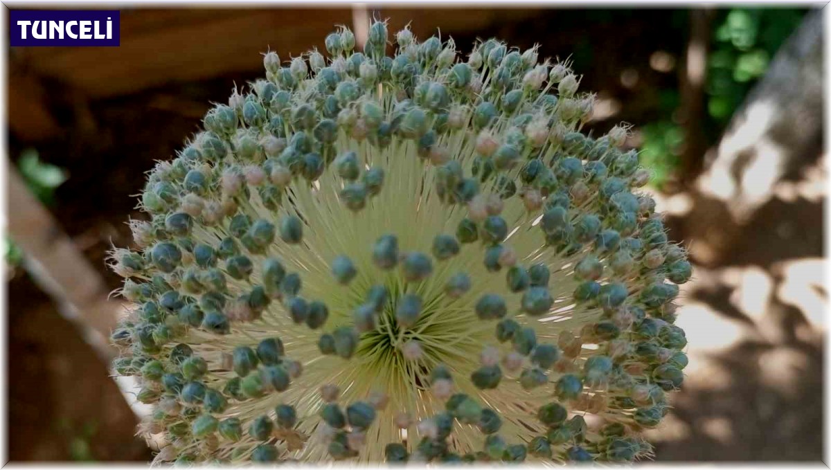 Tunceli sarımsağını toplayanlara 244 bin lira ceza kesilecek