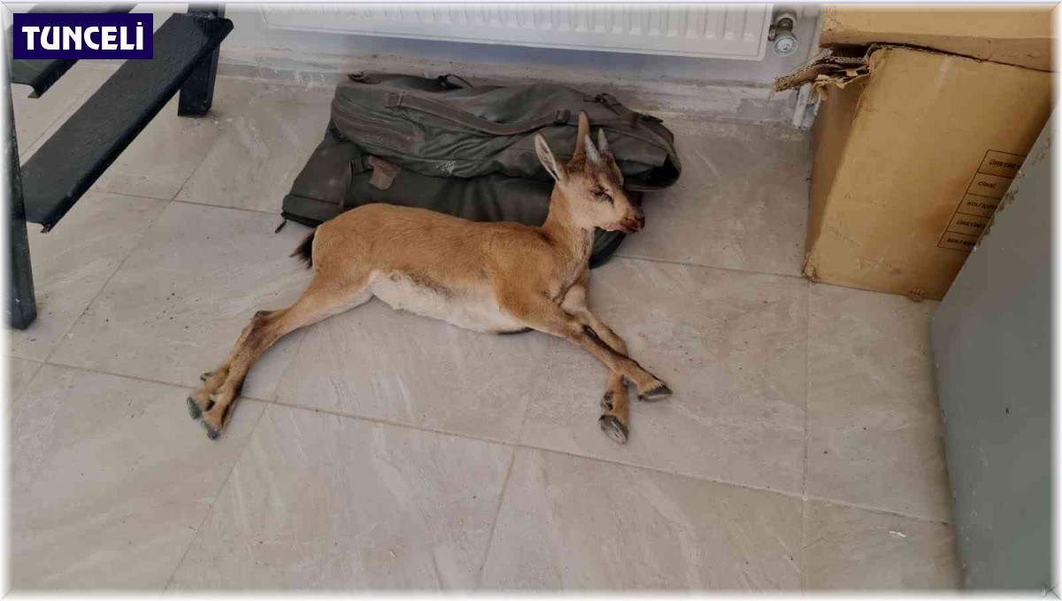 Tunceli Yaşam Haberi! Yaralı dağ keçisine jandarmadan şefkat eli