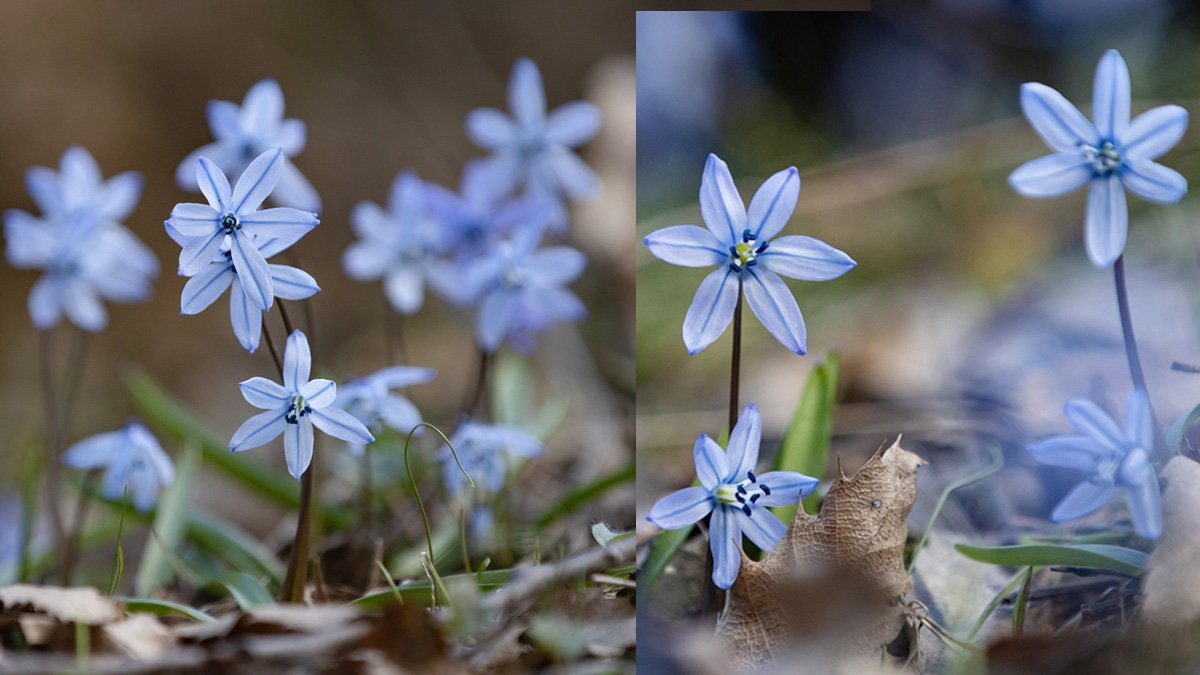 Tunceli’de karlar eridi, İksor Vadisi’nde görenleri şaşırtan mavi kardelenler açtı