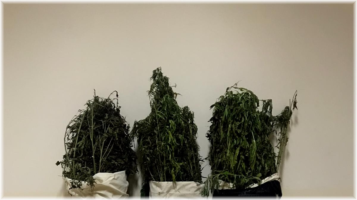 Tunceli’de uyuşturucu operasyonu: 1 kişi gözaltına alındı