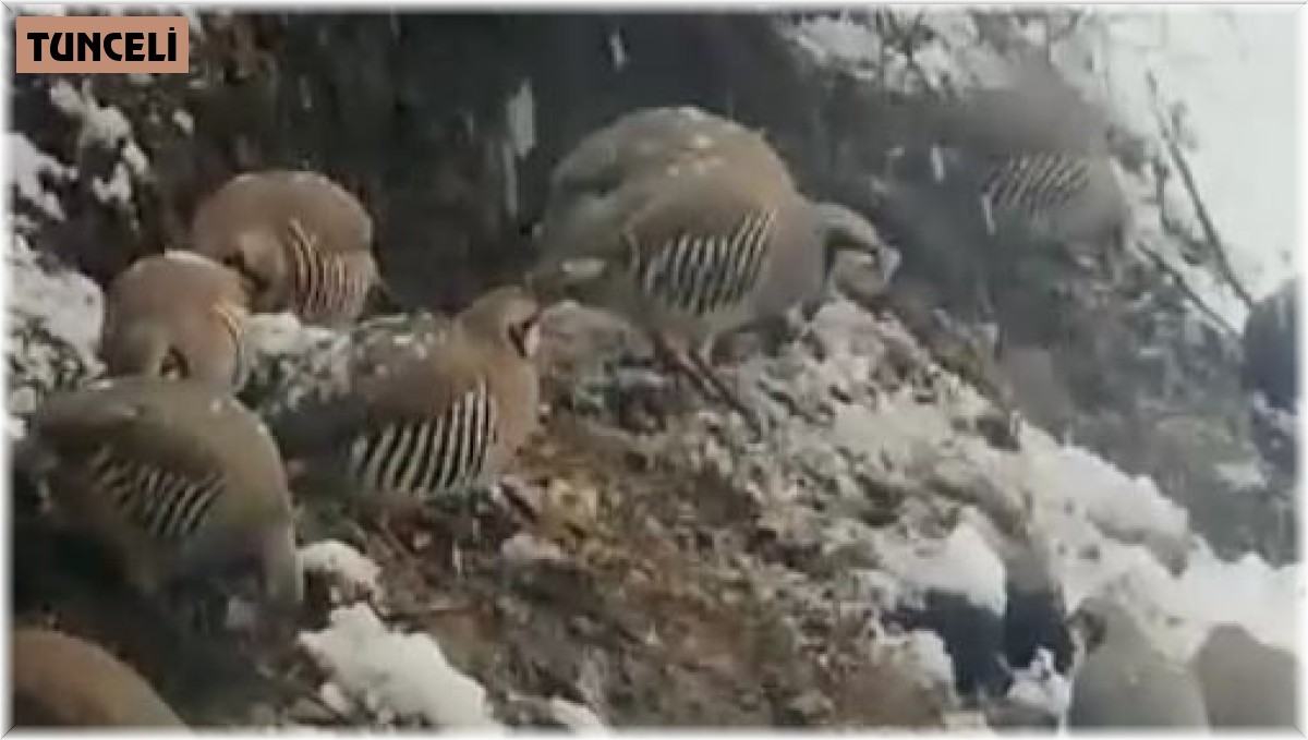 Tuncelili vatandaştan örnek davranış: Her gün onlarca yaban kekliğini besliyor