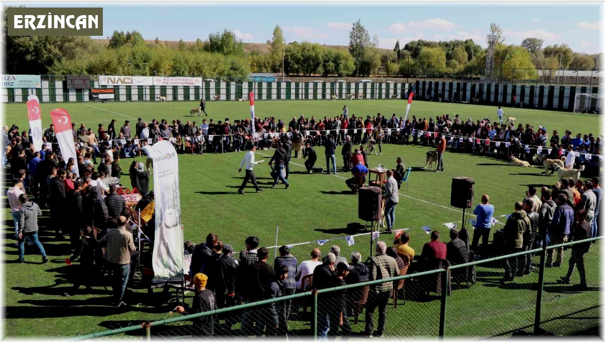 Türk çoban köpeği ırkları, podyuma çıktı