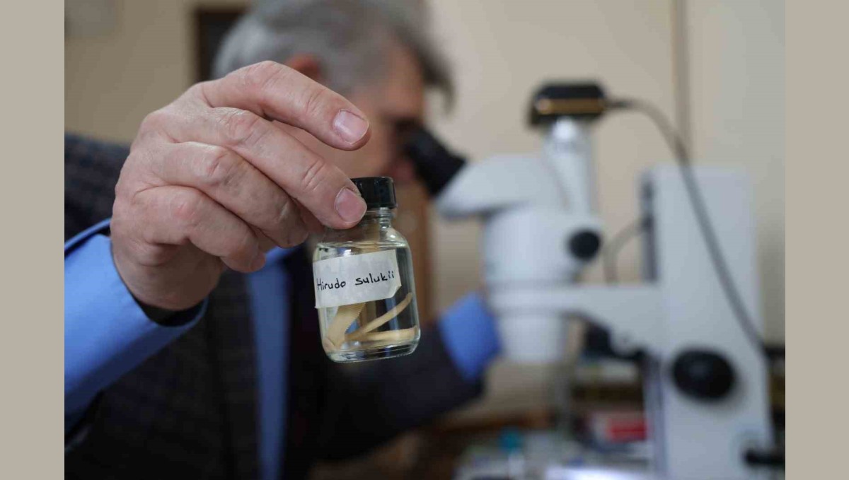 Türk tıp sülüğü 'Hirudo Sulukii' dünya literatürüne girdi: Geçmişi 10 milyon yıl önceye dayanıyor