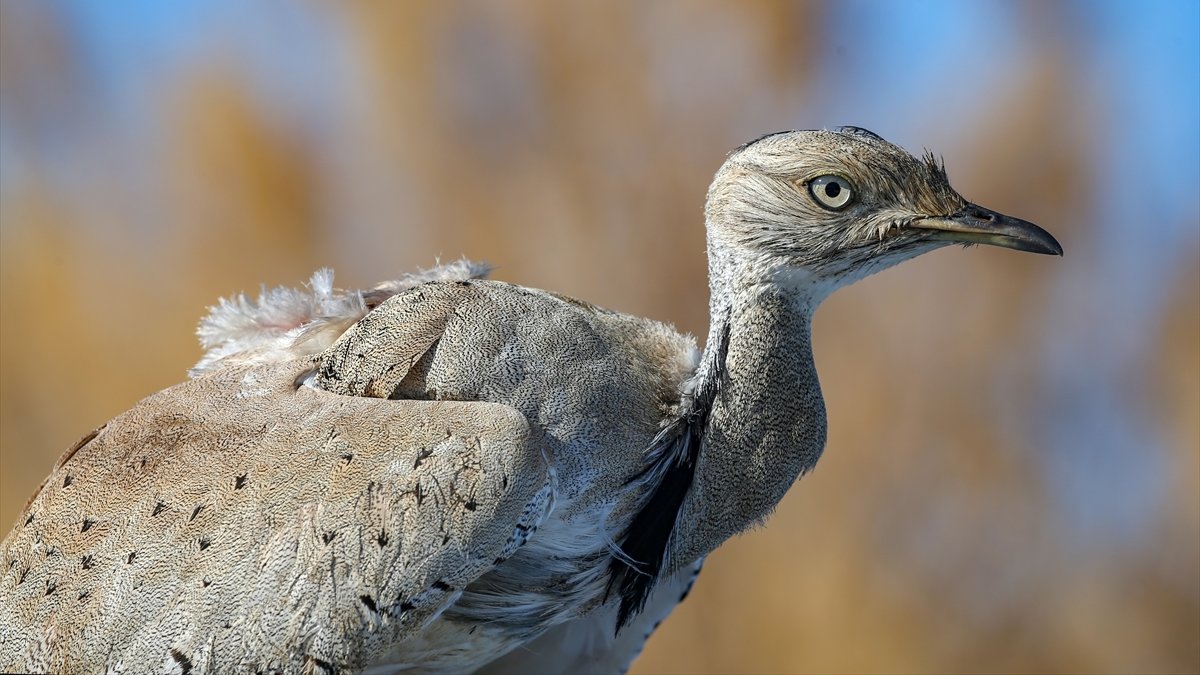 Türkiye'de bir asırda sadece iki kez görülen "yakalı toy" tedaviye alındı