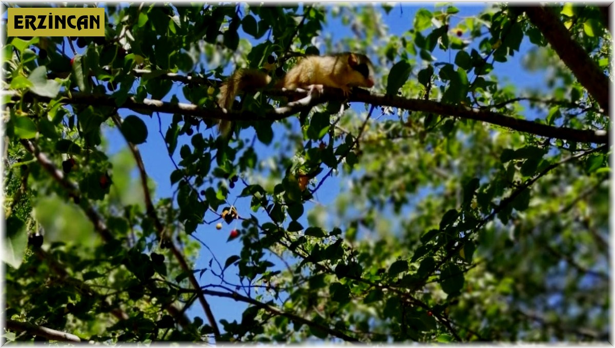 Türkiye'de koruma altına alınan kemirgen türler arasında yer alan bahçe yediuyuru Erzincan'da görüntülendi