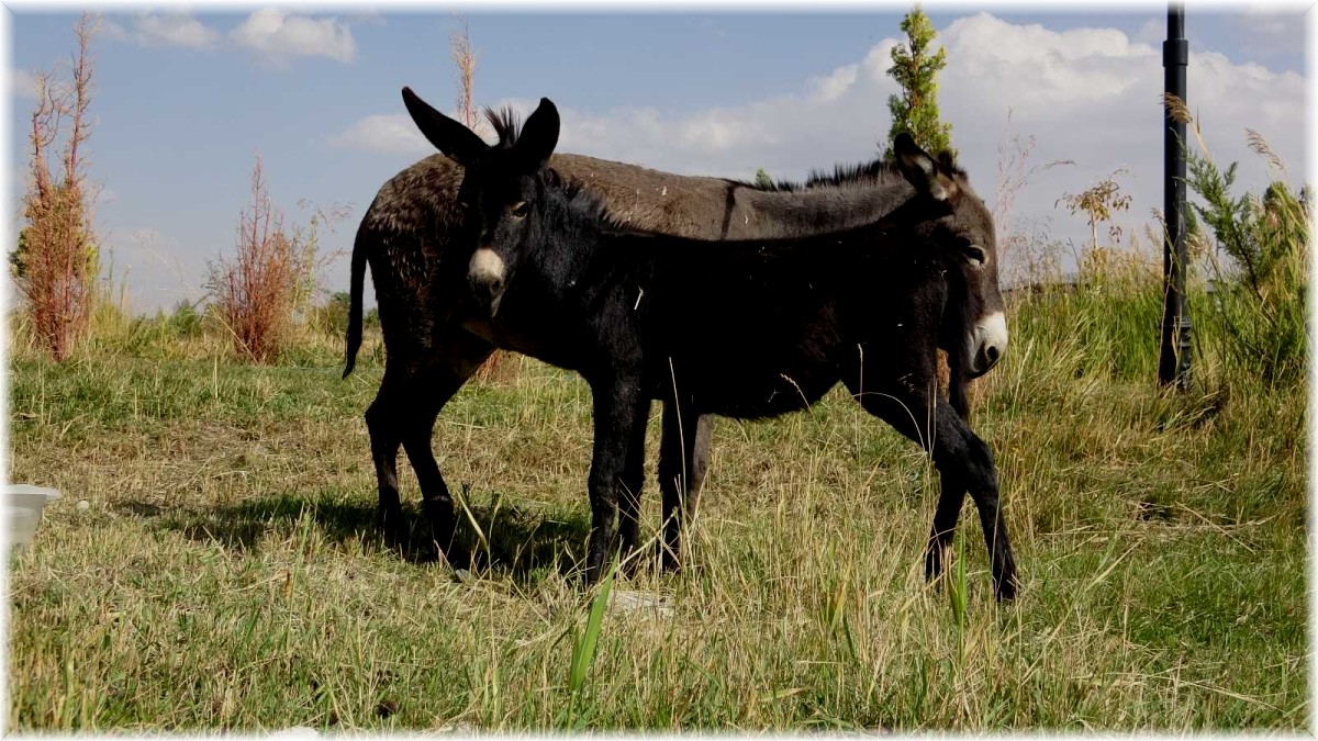 Türkiye'de nadir bilinen melez hayvan: Bardo