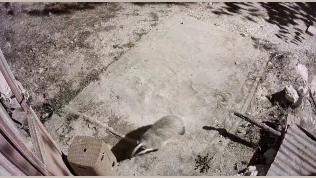 Türkiye'de nadir görülen bal porsuğu ile sansar kameralarında