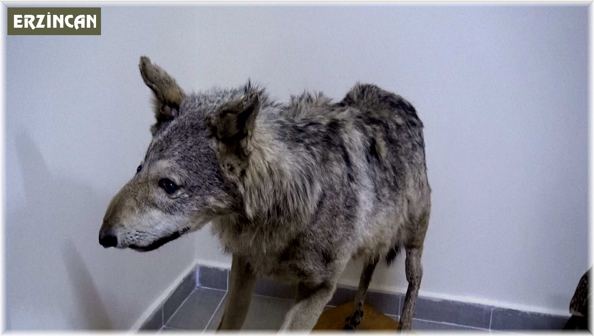 Türkiye'nin canlı ve minarel türleri bu müzede sergileniyor