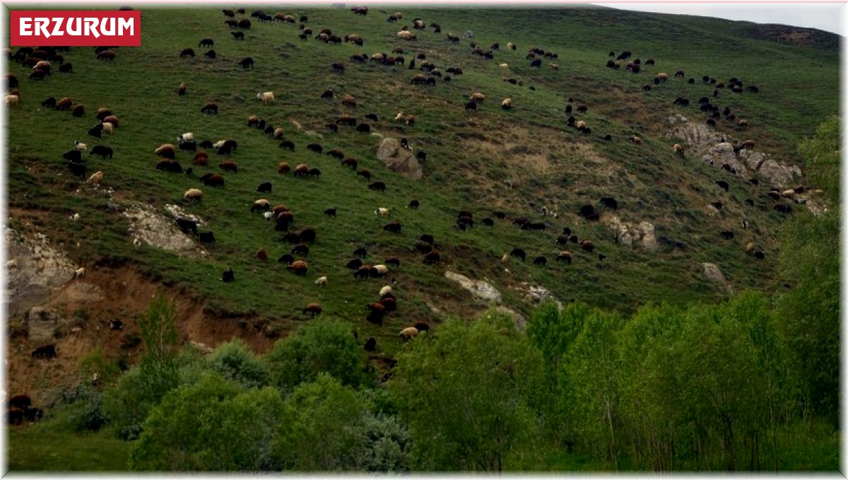 Türkiye'nin en büyük çayır ve mera alanları Erzurum'da
