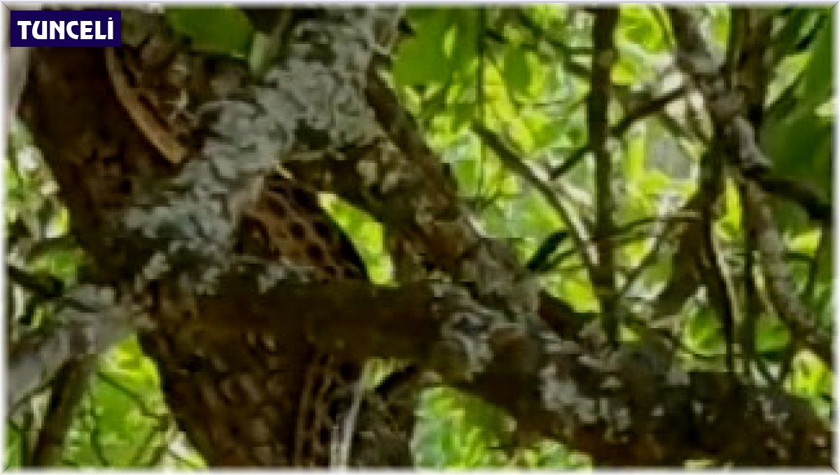 Türkiye'nin en büyük yılanlarından sarı yılan Tunceli'de görüntülendi