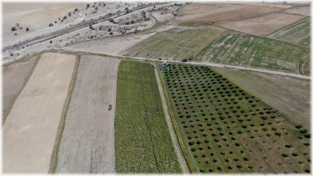 Türkiye'nin en sulak ilçesinde mısır hasadı başladı