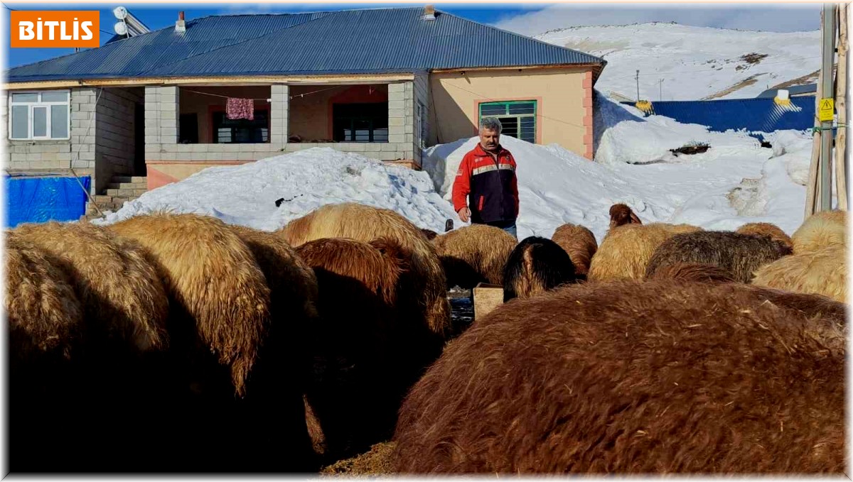 Türkiye'nin en yüksek rakımlı köyünde zorlu hayvancılık