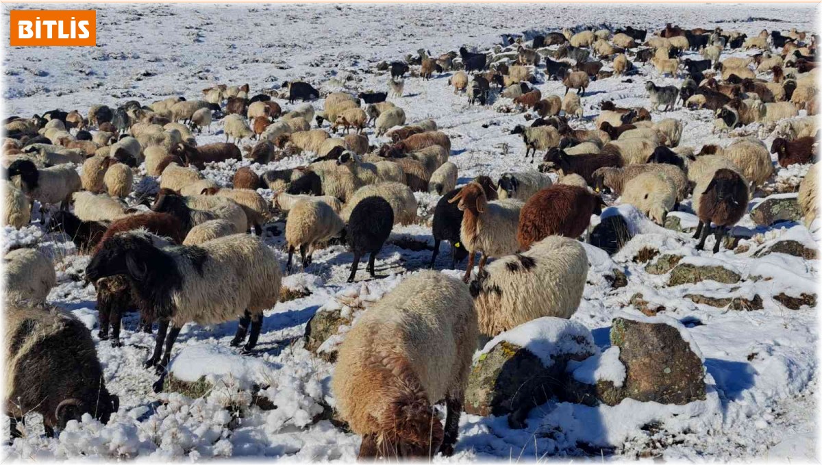 Türkiye'nin en yüksek rakımlı köyüne mevsimin ilk karı yağdı