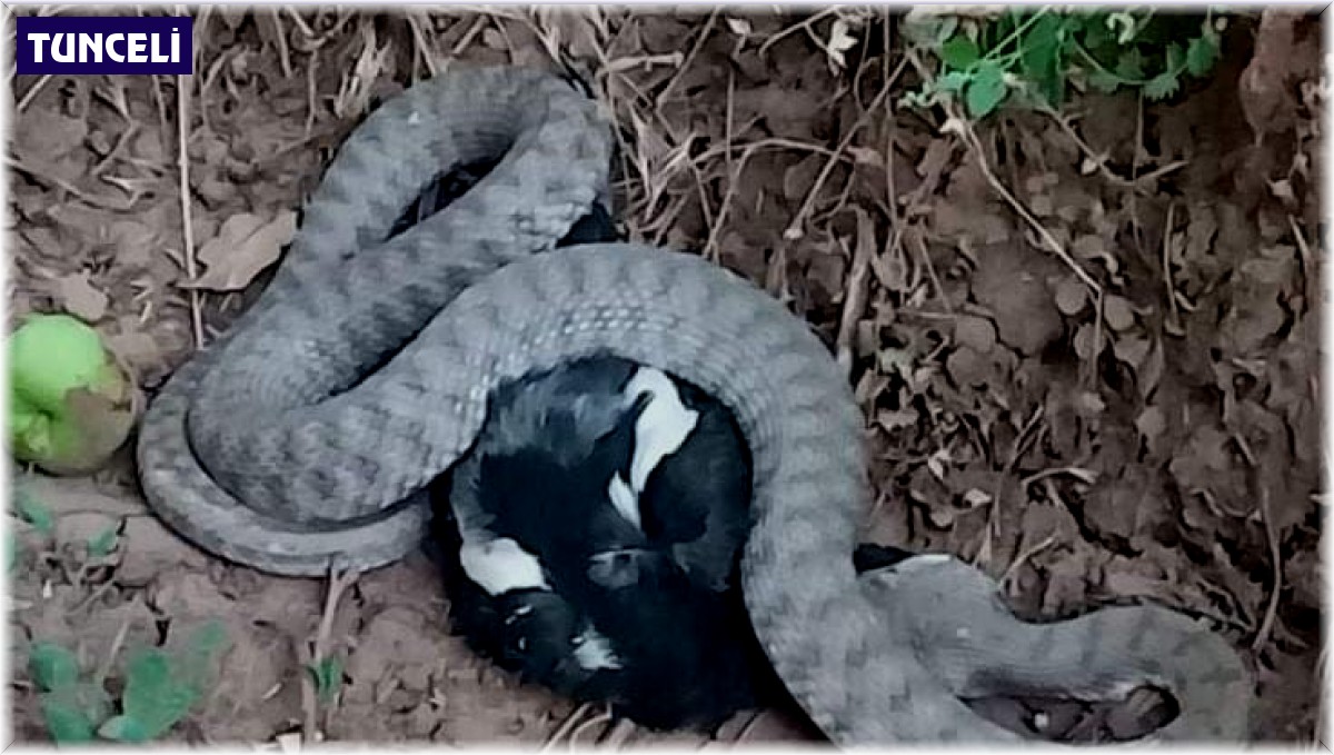 Türkiye'nin en zehir yılanı, kargayı yerken görüntülendi
