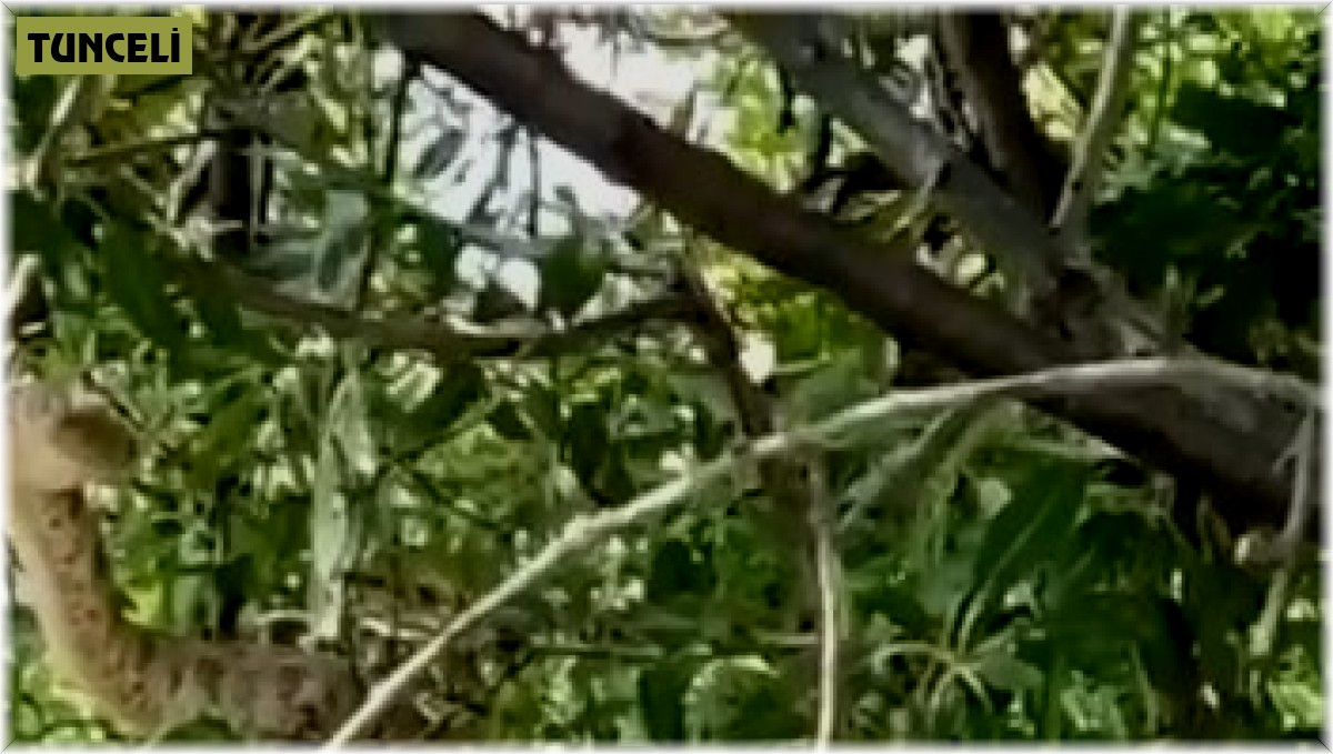 Türkiye'nin en zehirli yılanı Tunceli'de görüntülendi