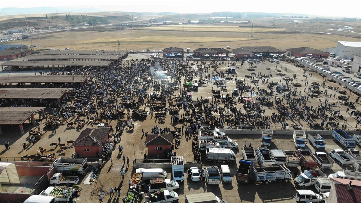 Türkiye'nin hayvancılık merkezlerinden olan Ağrı'daki pazarda Kurban Bayramı yoğunluğu yaşanıyor