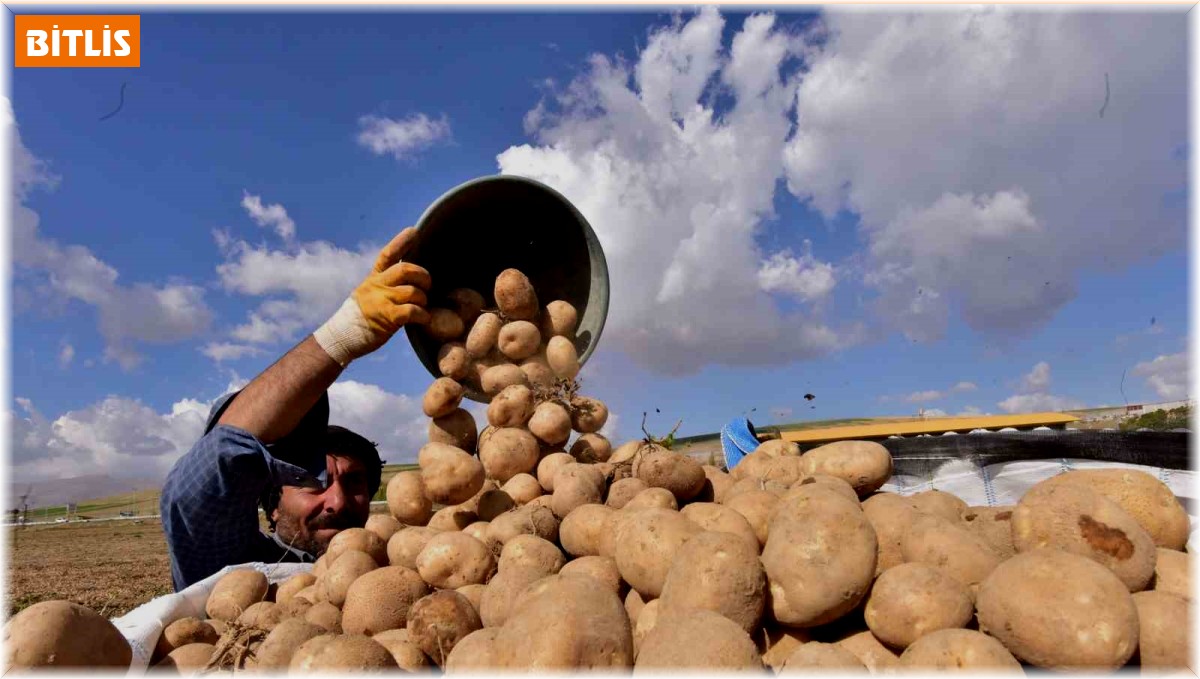 Türkiye'nin patates ambarlarından Ahlat'ta hasat başladı
