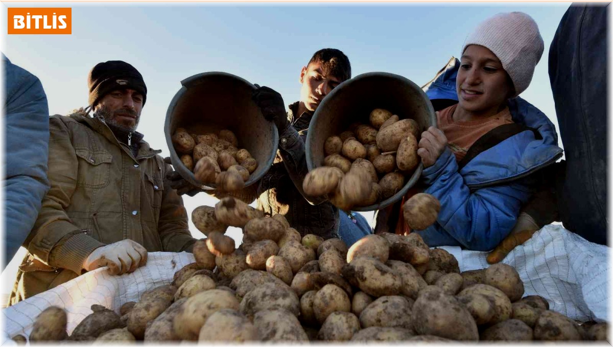 Türkiye'nin patates ihtiyacının yüzde 9'unu Ahlat karşılıyor