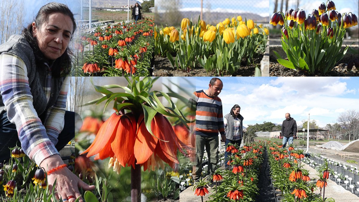 Türkiye'nin tek ters lale koleksiyon bahçesi Erzincan'da ziyaretçilerini bekliyor