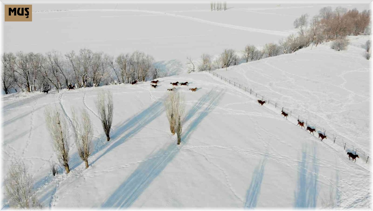 Türkiye'nin yarış atları Sultan Alparslan diyarı Muş'ta kar üzerinde yetiştiriliyor