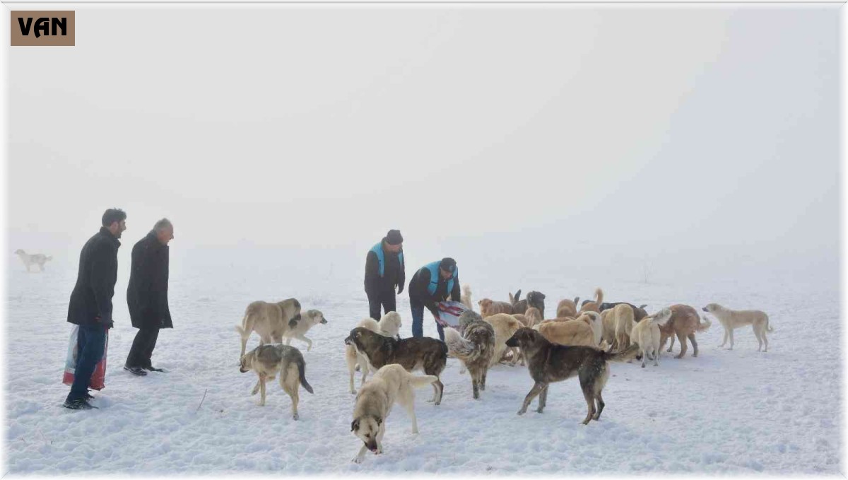 Tuşba Belediyesi sokak hayvanları için seferber oldu