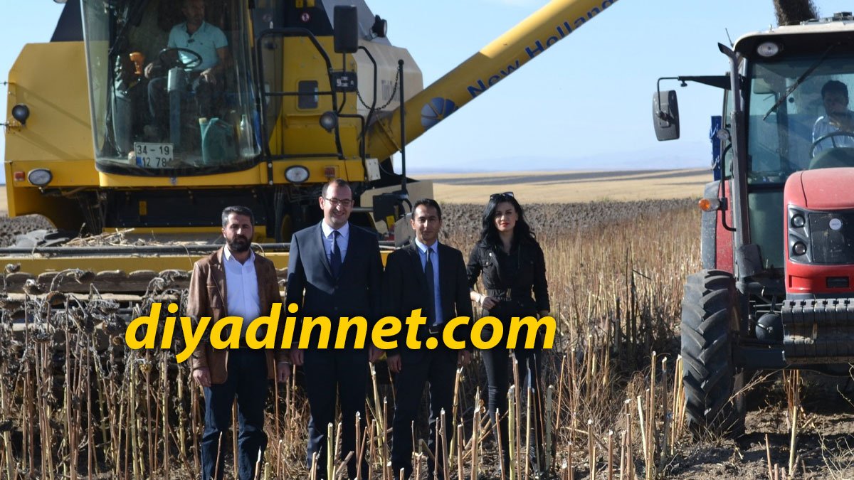 Tutak Ocakbaşı Köyünde Bin 300 Dönüm Alanda Yağlık Ayçiçeği Hasadı Başladı