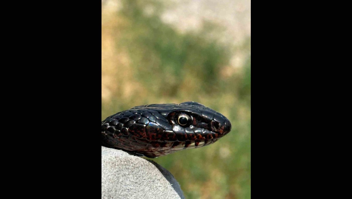 Tuvalete giren karayılan, yakalanarak doğal ortamına bırakıldı